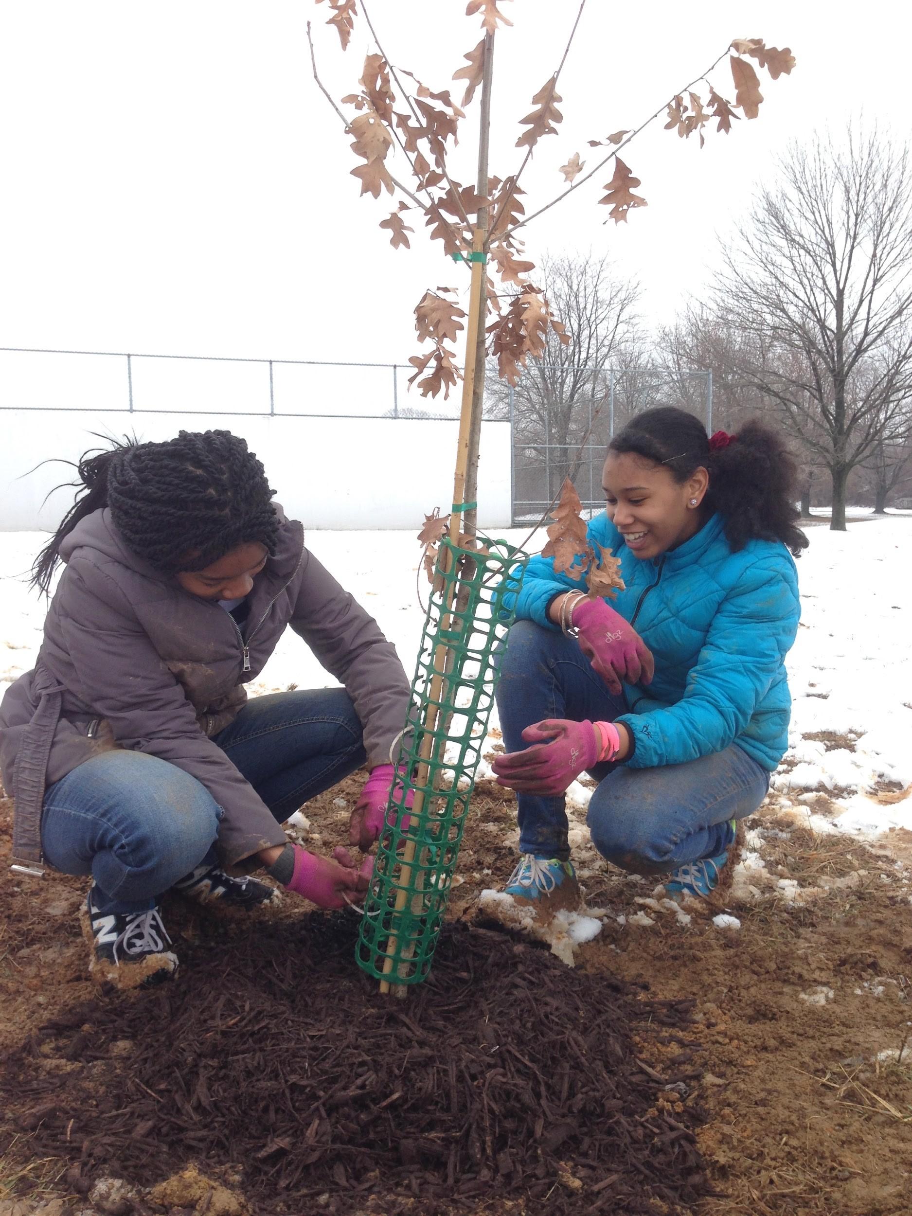 Tree Planting