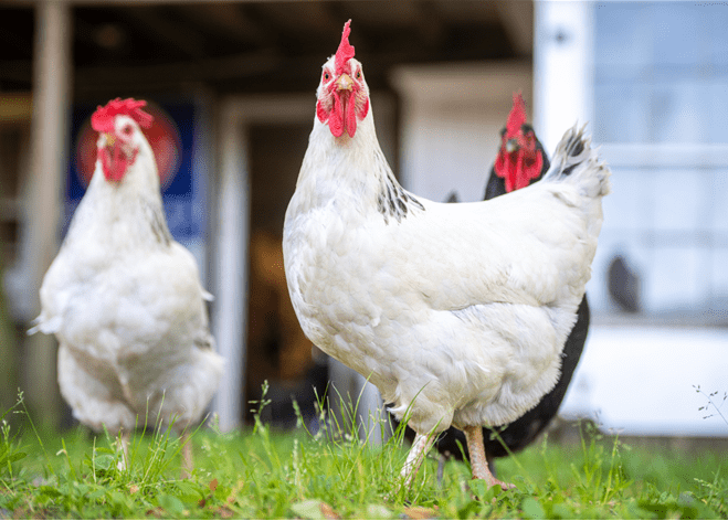 Two white and one black chicken strutting around a grassy area.