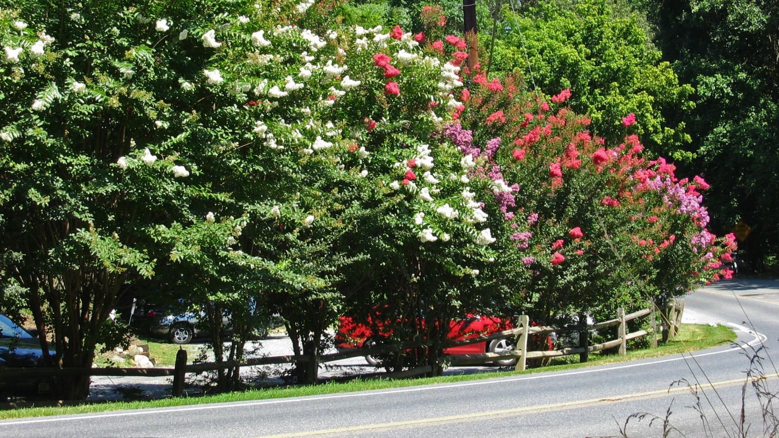 Row of crapemyrtle trees next to a road