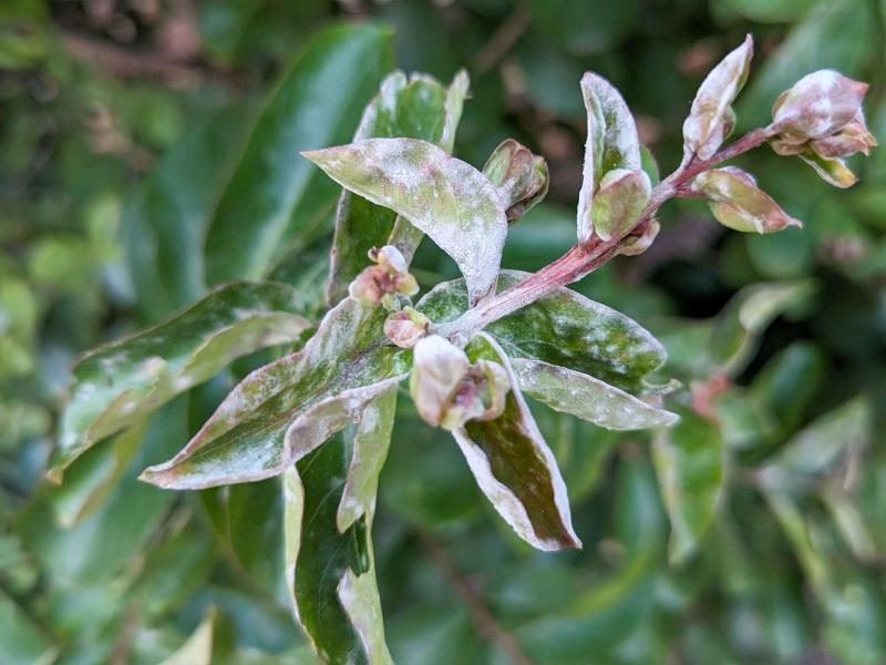 White powdery blotches on crapemyrtle foliage