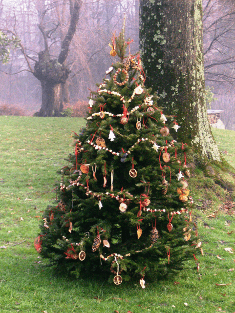 Photo of a live Christmas tree in a natural setting, adorned with beads and ornaments.