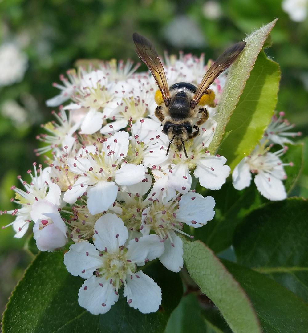 Pollination of Aronia